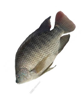ماهی فیلاپیلا کیلویی